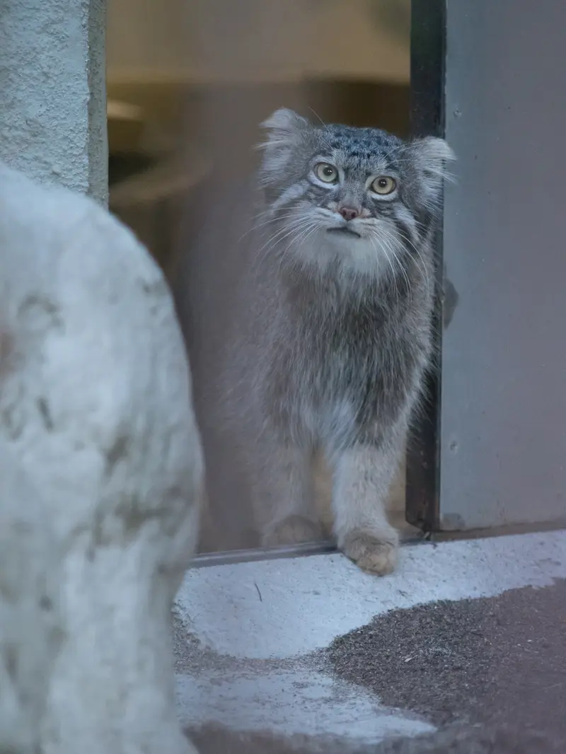 A photograph of Figa in Nogeyama Zoo