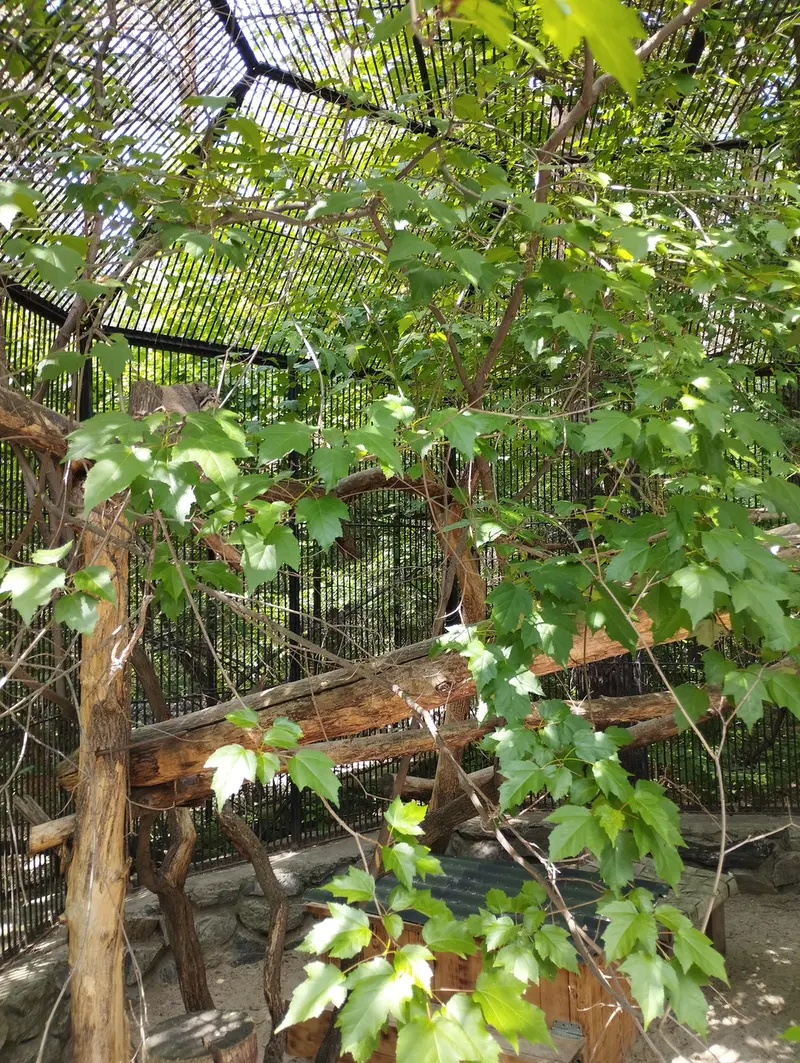 A photograph of a Pallas's cat in Novosibirsk Zoo