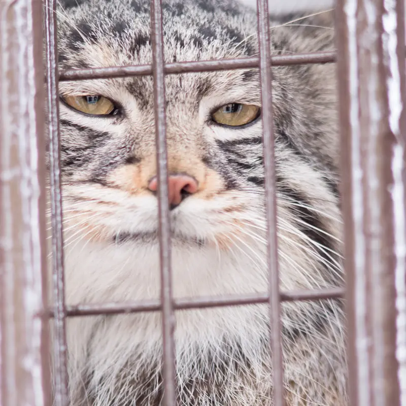 A photograph of Figa in Nogeyama Zoo