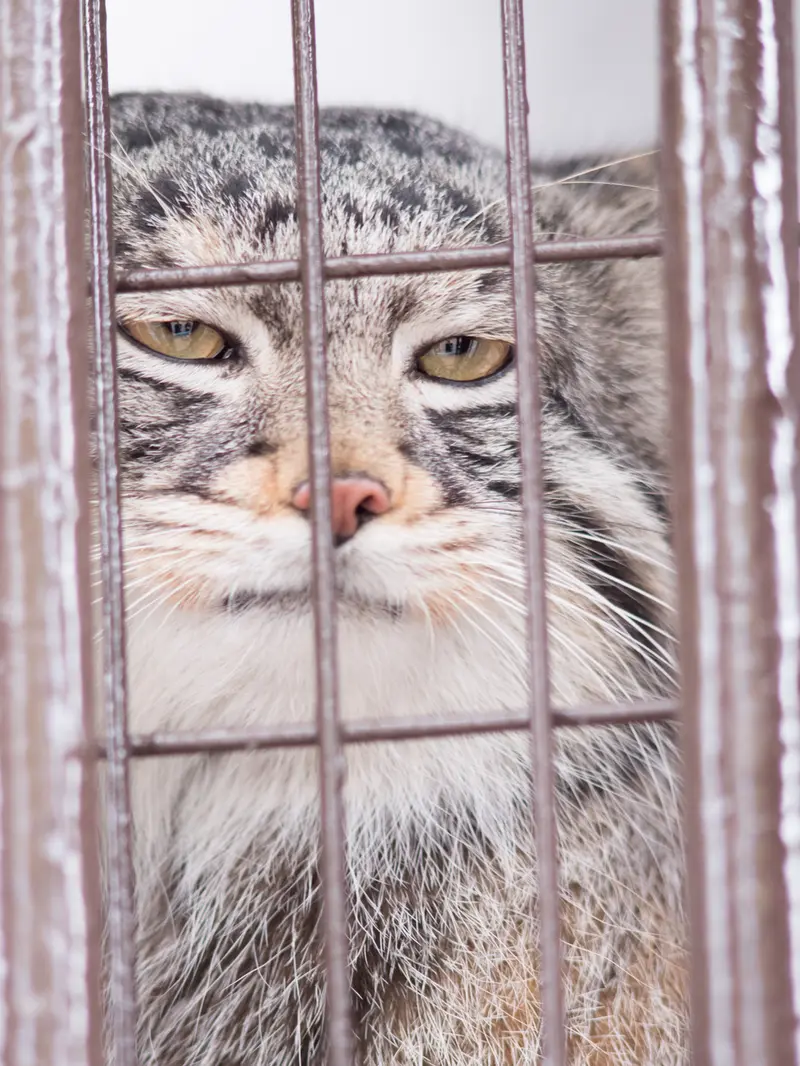 A photograph of Figa in Nogeyama Zoo