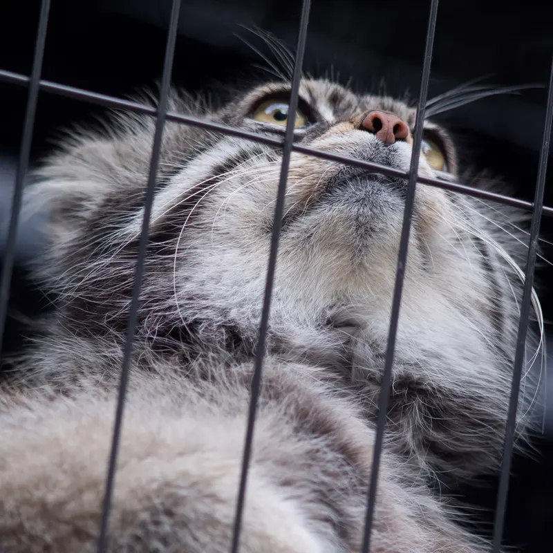 A photograph of Grusha in Asahiyama Zoo