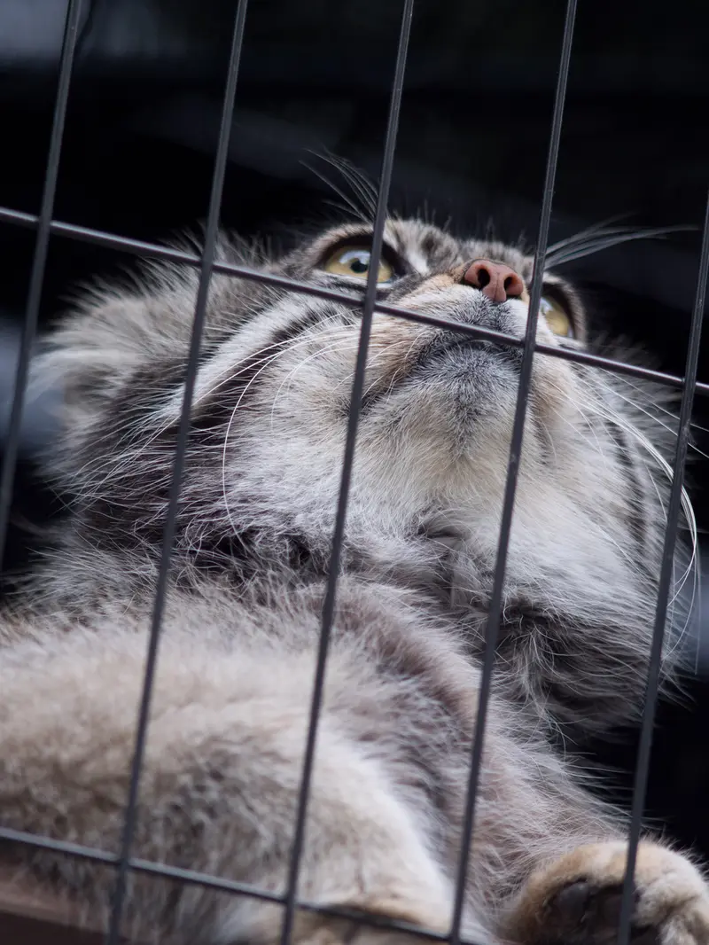 A photograph of Grusha in Asahiyama Zoo