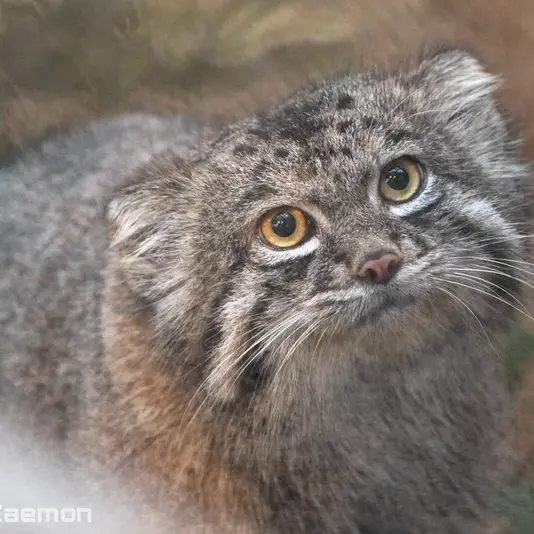 A photograph of Nar in Kobe Animal Kingdom