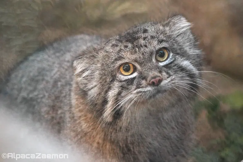 A photograph of Nar in Kobe Animal Kingdom