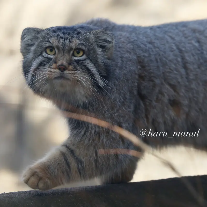 A photograph of a Pallas's cat in Nasu Animal Kingdom