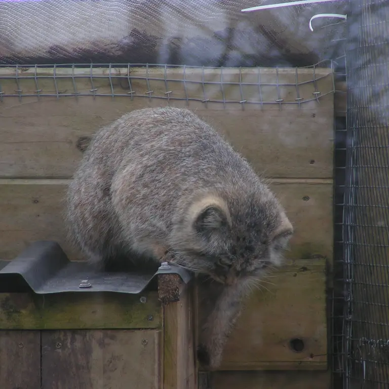 A photograph of Altai in The Lakeland Wildlife Oasis