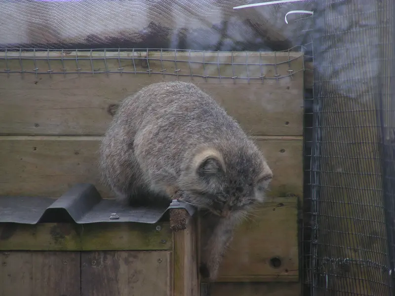 A photograph of Altai in The Lakeland Wildlife Oasis