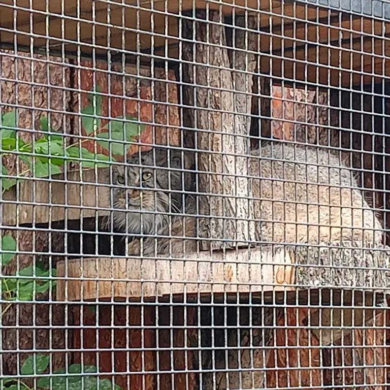 A photograph of a Pallas's cat in Leningrad zoo