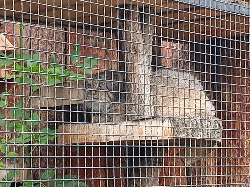 A photograph of a Pallas's cat in Leningrad zoo