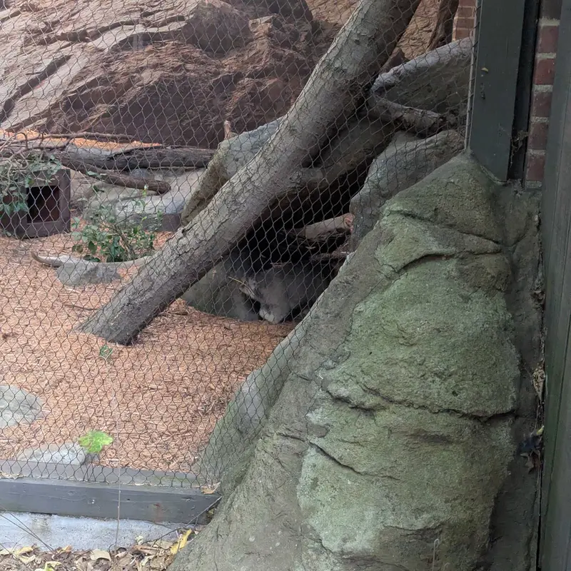 A photograph of Sarnai in Prospect Park Zoo