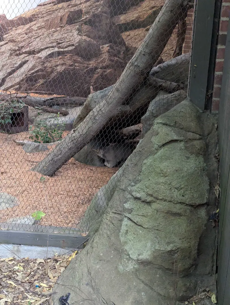 A photograph of Sarnai in Prospect Park Zoo
