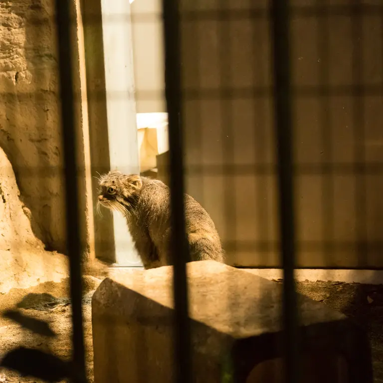A photograph of Figa in Nogeyama Zoo