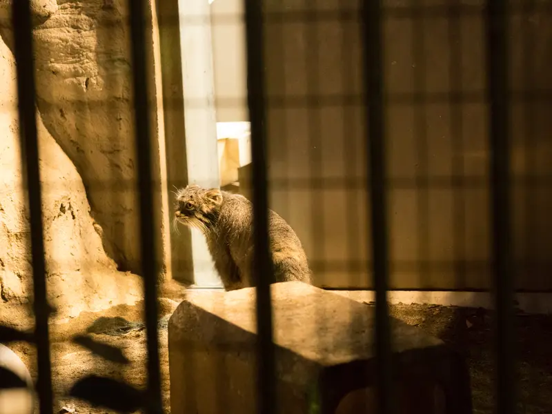 A photograph of Figa in Nogeyama Zoo