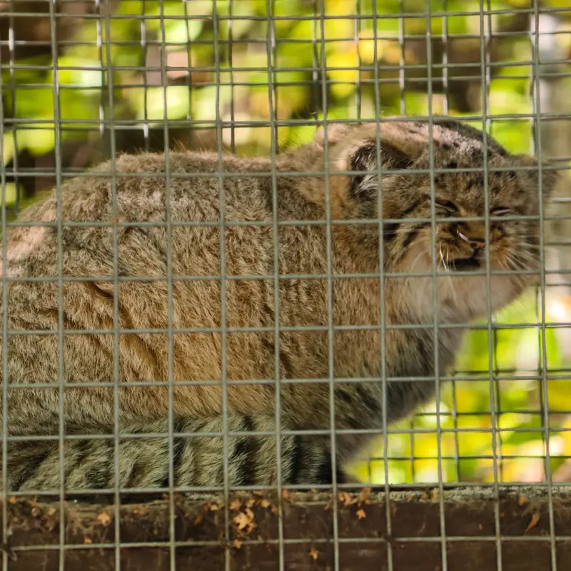 A photograph of Kitten of Alani b.2026 Ⅰ in Košice Zoo