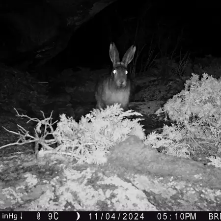 A photograph of European hare from Shubaraigyr camera trap