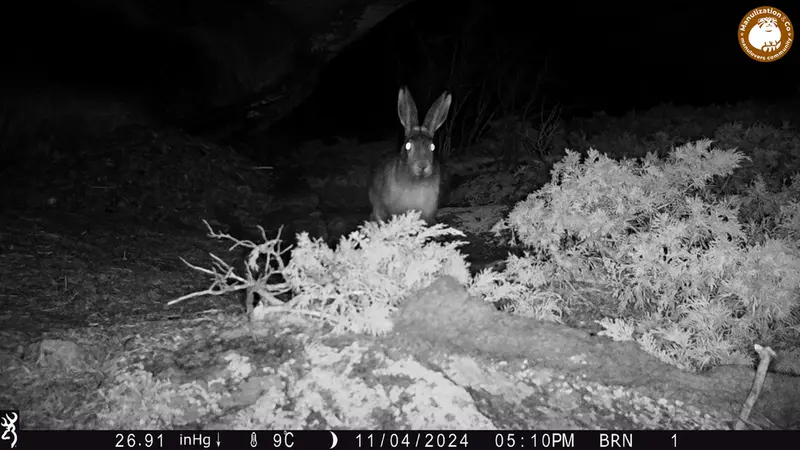 A photograph of European hare from Shubaraigyr camera trap