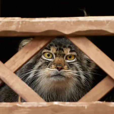 A photograph of Altay in Izhevsk Zoo (Udmurt Zoo)