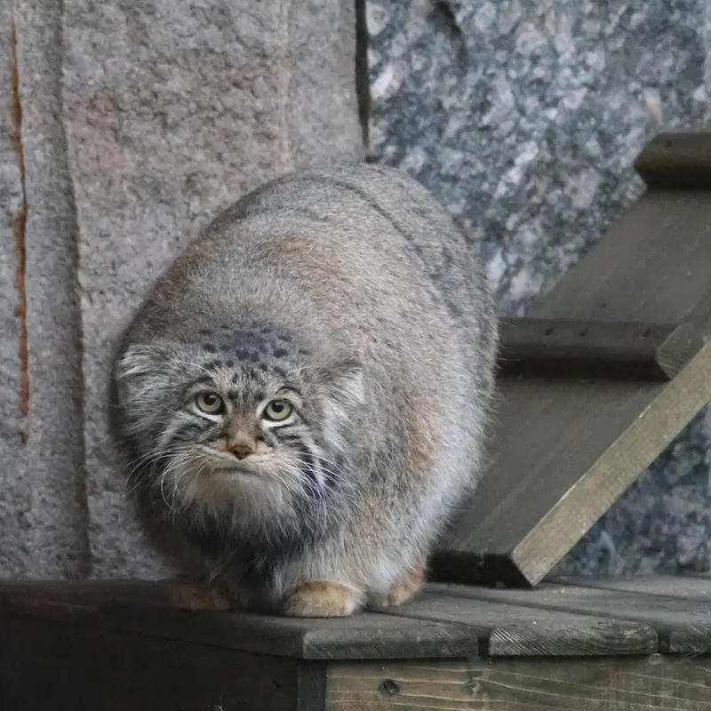 A photograph of Timofey in Moscow zoo