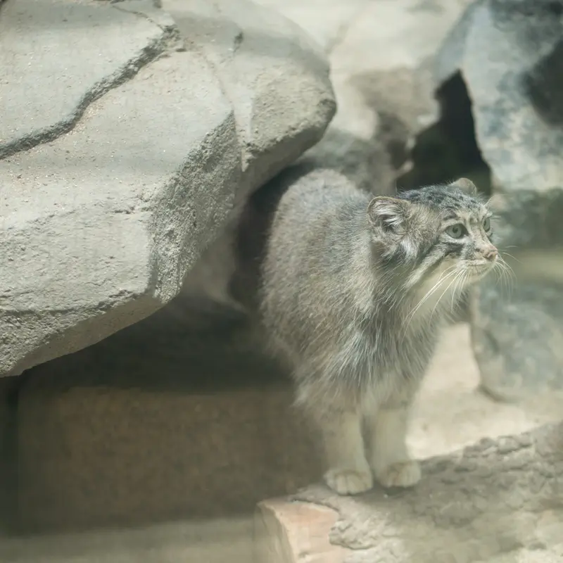 A photograph of Az in Kobe Animal Kingdom