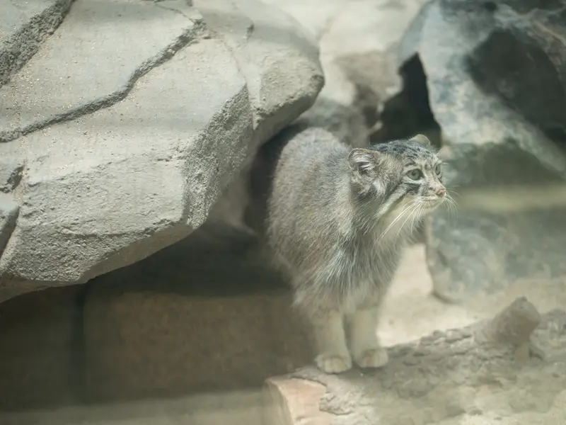 A photograph of Az in Kobe Animal Kingdom