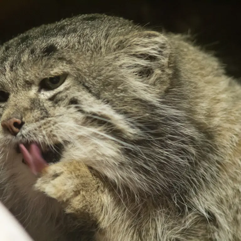 A photograph of Klyon in Ueno Zoological Gardens