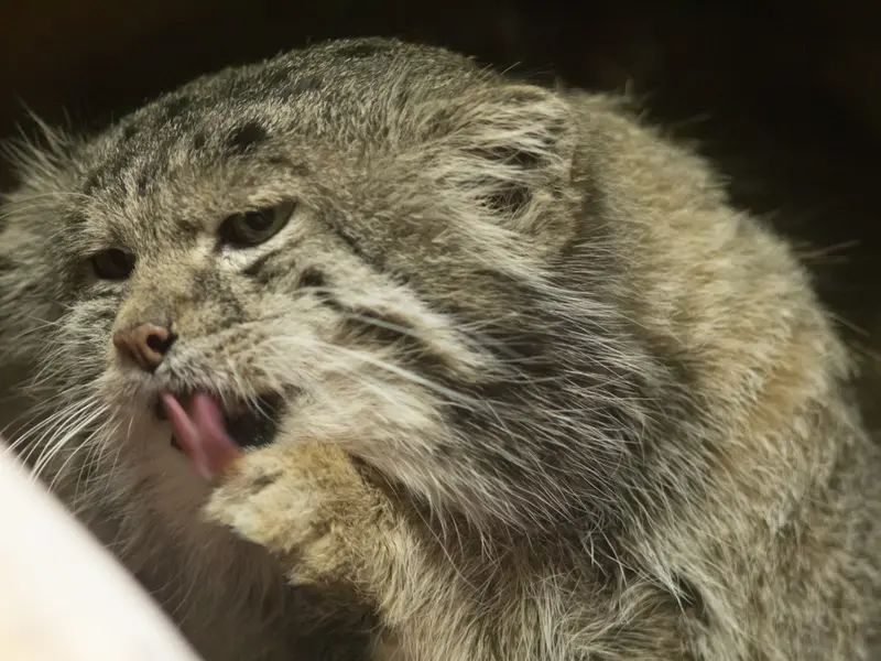 A photograph of Klyon in Ueno Zoological Gardens