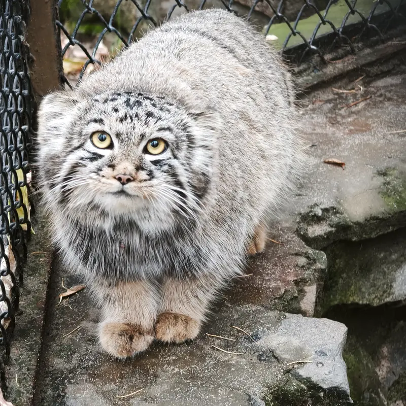A photograph of Kitten of Eve b.2026  Ⅲ in Novosibirsk Zoo