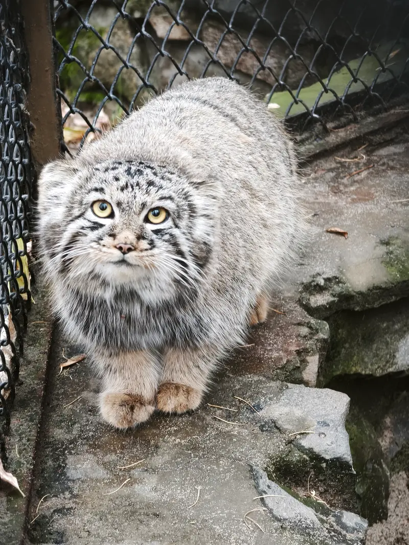 A photograph of Kitten of Eve b.2026  Ⅲ in Novosibirsk Zoo