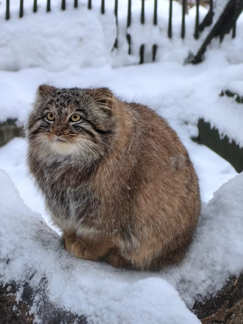 A photograph of Son of Snezhinka b.2025 Ⅲ in Novosibirsk Zoo