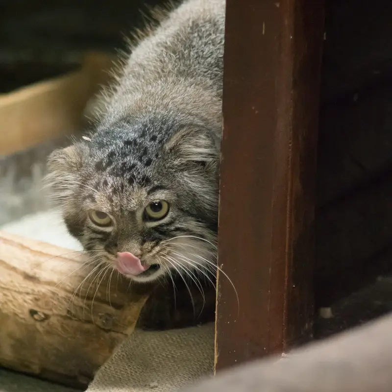 A photograph of Shafran in Ueno Zoological Gardens