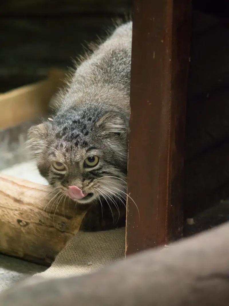 A photograph of Shafran in Ueno Zoological Gardens