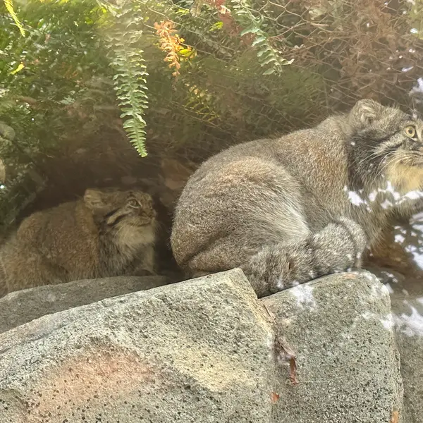 A photograph of Az and Nar in Kobe Animal Kingdom