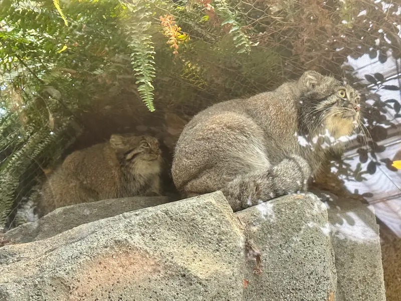 A photograph of Az and Nar in Kobe Animal Kingdom