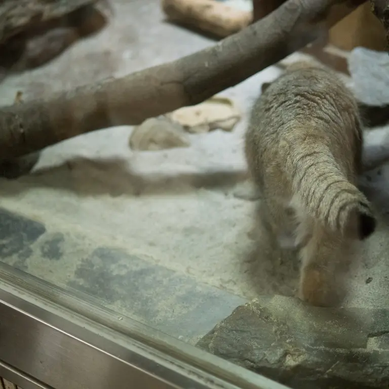 A photograph of Primula in Ueno Zoological Gardens