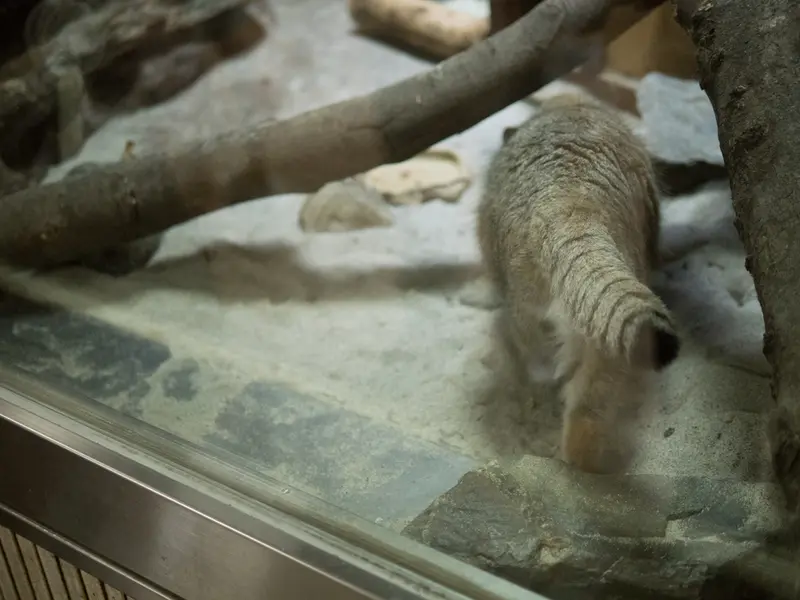 A photograph of Primula in Ueno Zoological Gardens