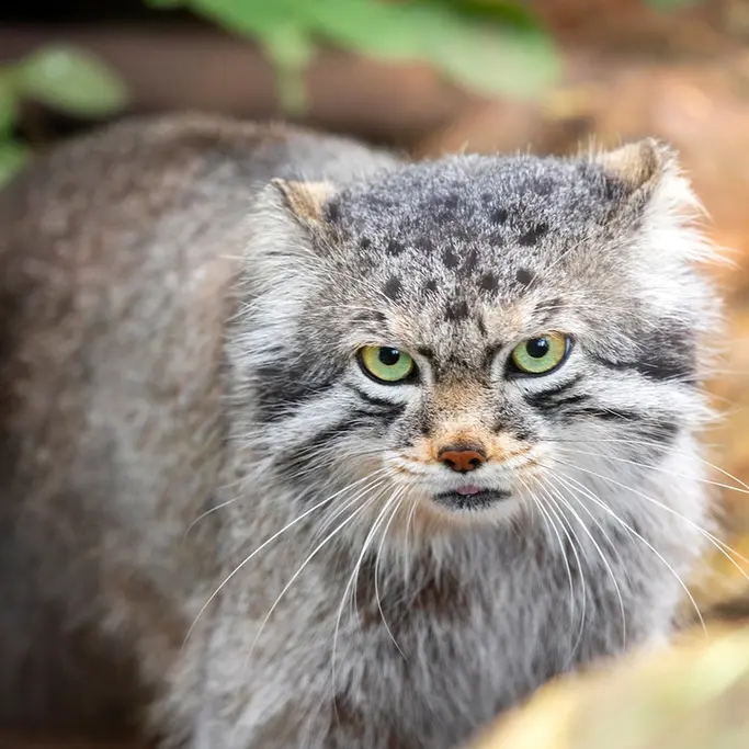 A photograph of Bo in Cheyenne Mountain Zoo