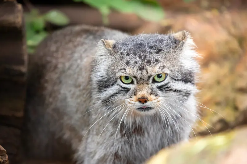 A photograph of Bo in Cheyenne Mountain Zoo