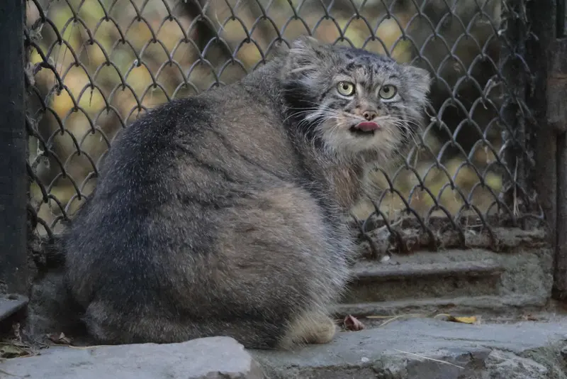 A photograph of Adele in Novosibirsk Zoo