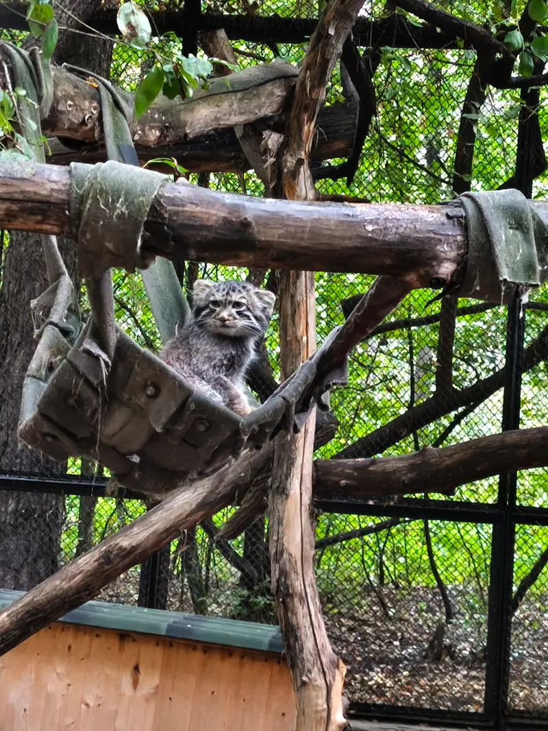 A photograph of a Pallas's cat in Novosibirsk Zoo