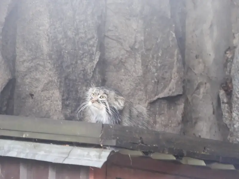 A photograph of a Pallas's cat