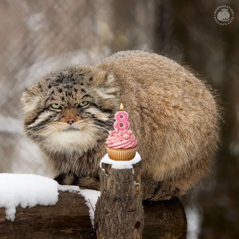 A photograph of George in Novosibirsk Zoo