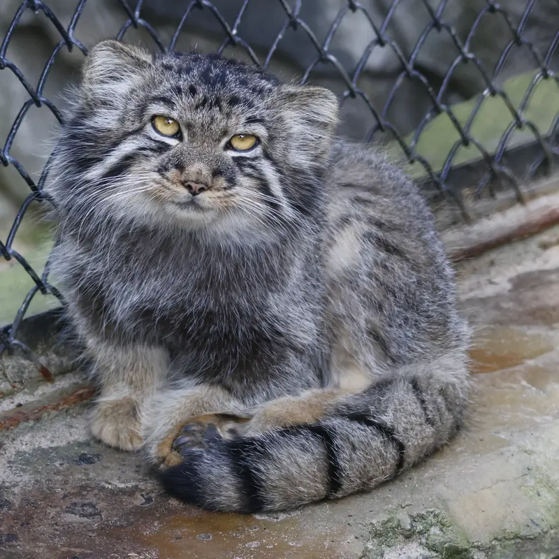 A photograph of Kitten of Eve b.2026  Ⅲ in Novosibirsk Zoo