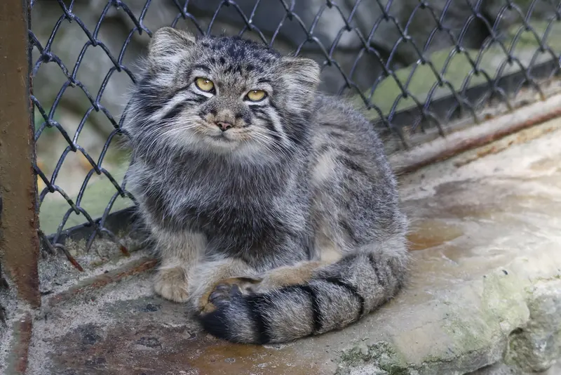 A photograph of a Pallas's cat in Novosibirsk Zoo