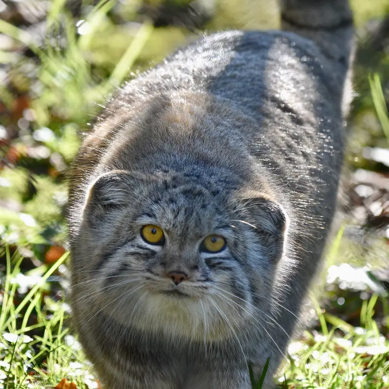 A photograph of Bat-Erdene in Port Lympne Wild Animal Park