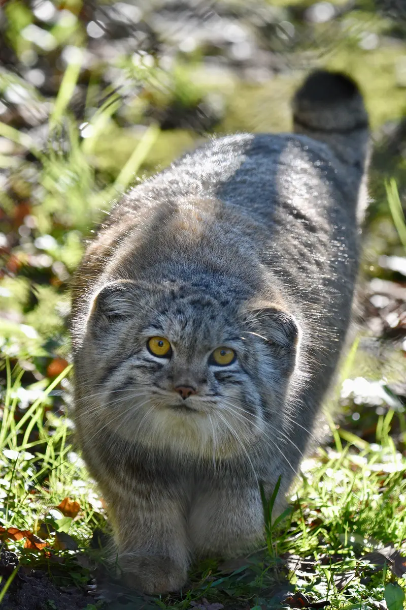 A photograph of Bat-Erdene in Port Lympne Wild Animal Park