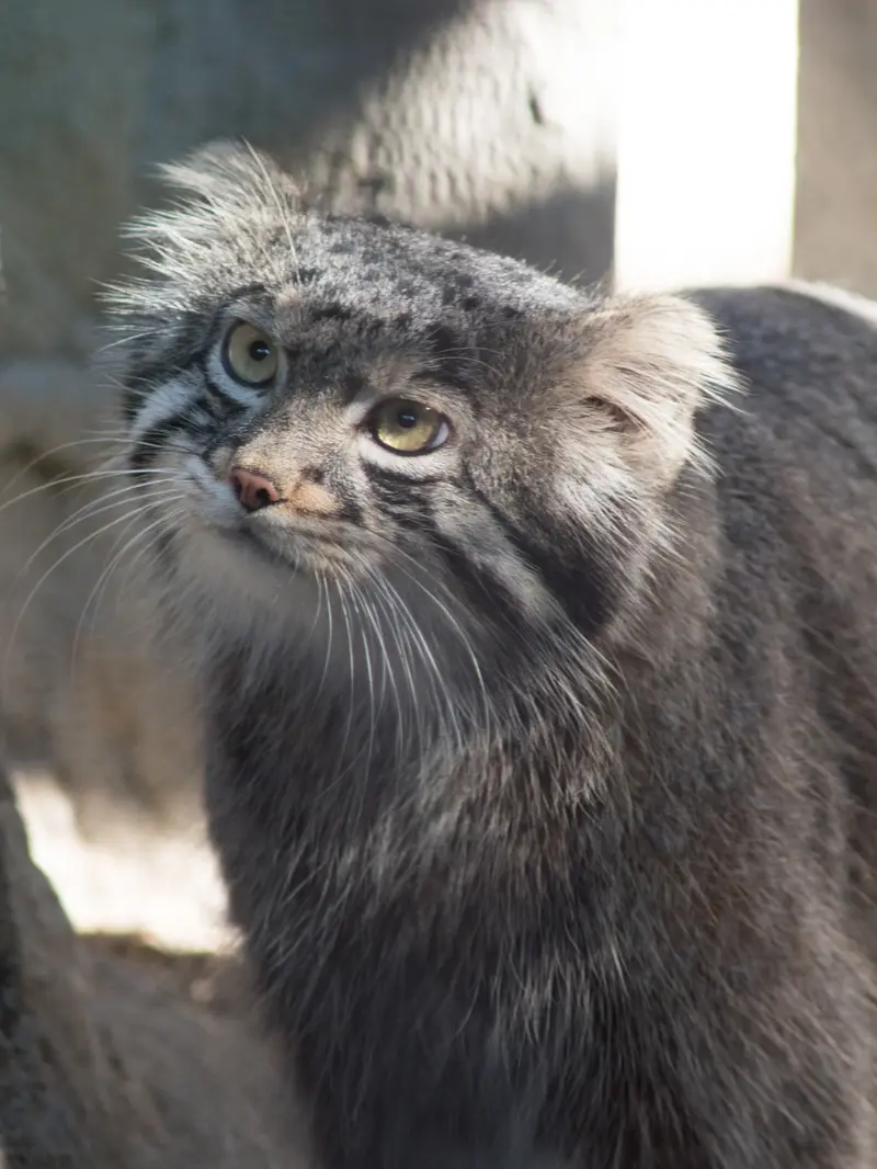 A photograph of Figa in Nogeyama Zoo