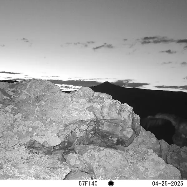 A photograph of a Pallas's cat from Besshoky 1 camera trap