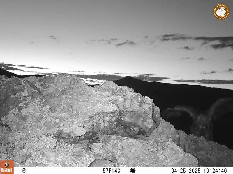 A photograph of a Pallas&#039;s cat from Besshoky 1 camera trap