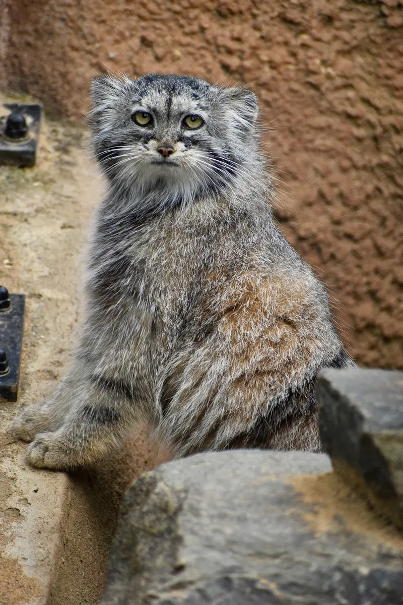 A photograph of a Pallas's cat