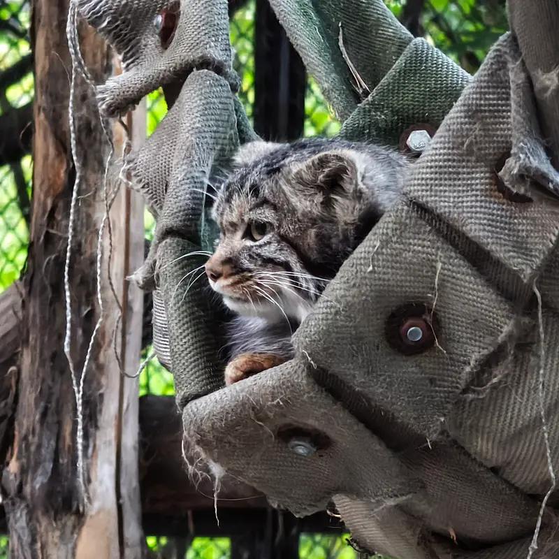 A photograph of a Pallas's cat in Novosibirsk Zoo